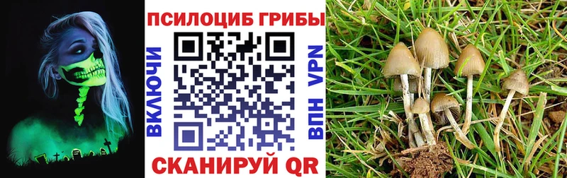 Галлюциногенные грибы Psilocybine cubensis  Хасавюрт 